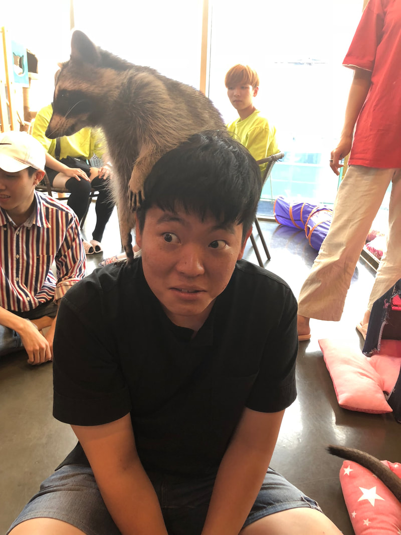 Americans Visit Korea - Meerkat Cafe