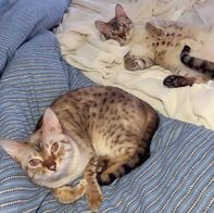 Two snow spotted bengal cats sprawled out on a bed